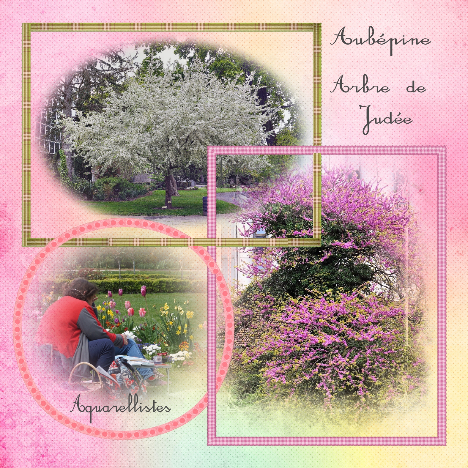 Aubépine 19 04 2021.jpg