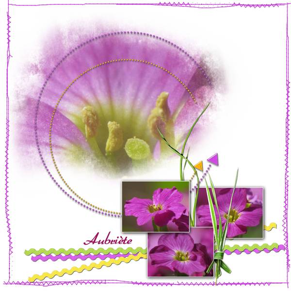 Aubriète