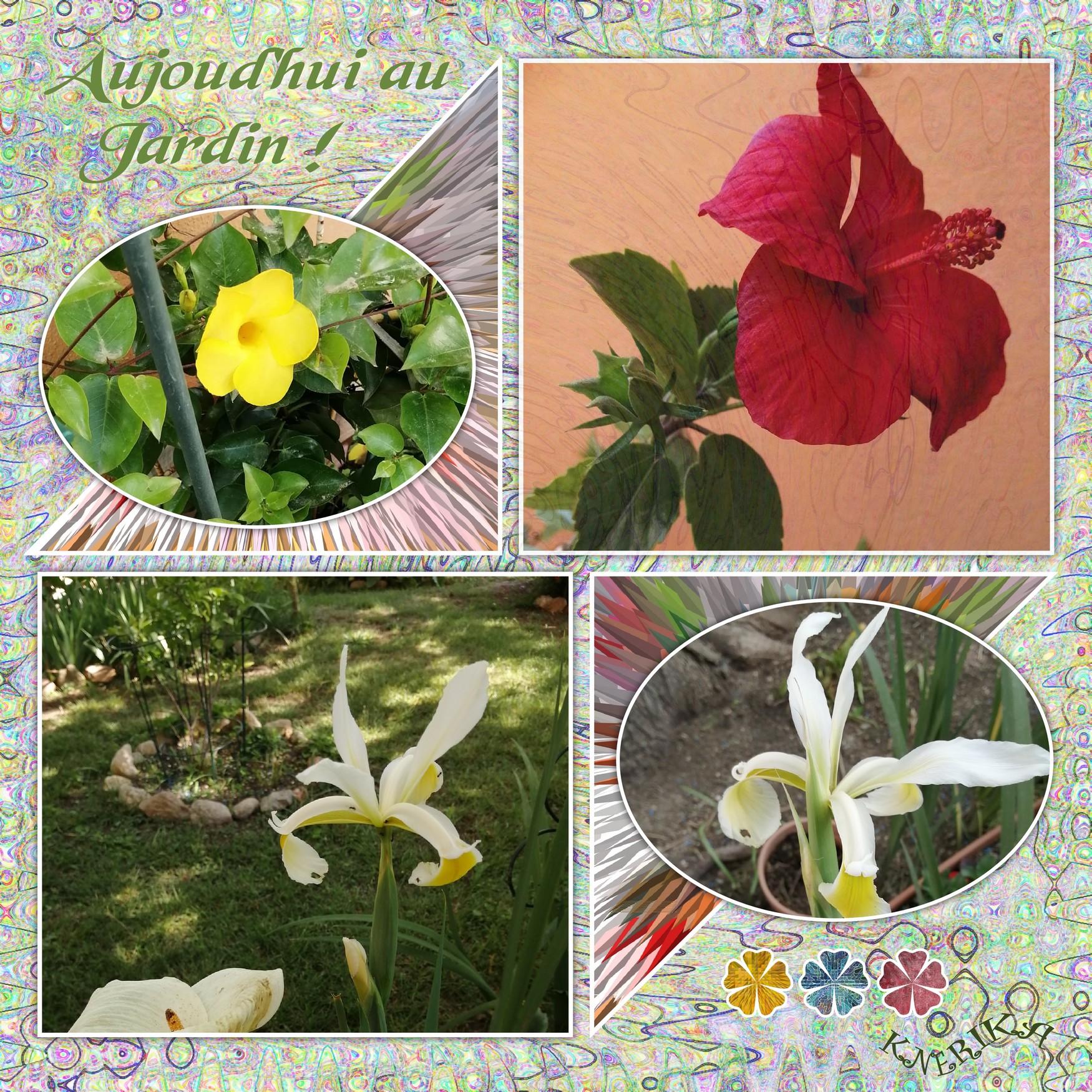 aujourd'hui au jardin  d'Anne Marie .jpg
