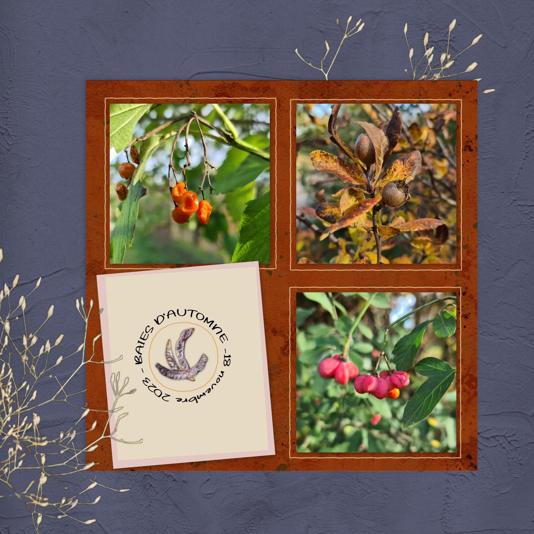 automne baies 2023.jpg