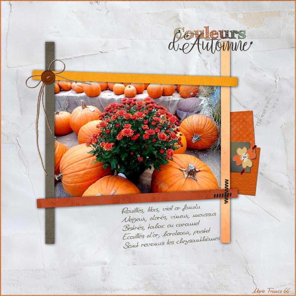 AUTOMNE CHRYSANTHEME