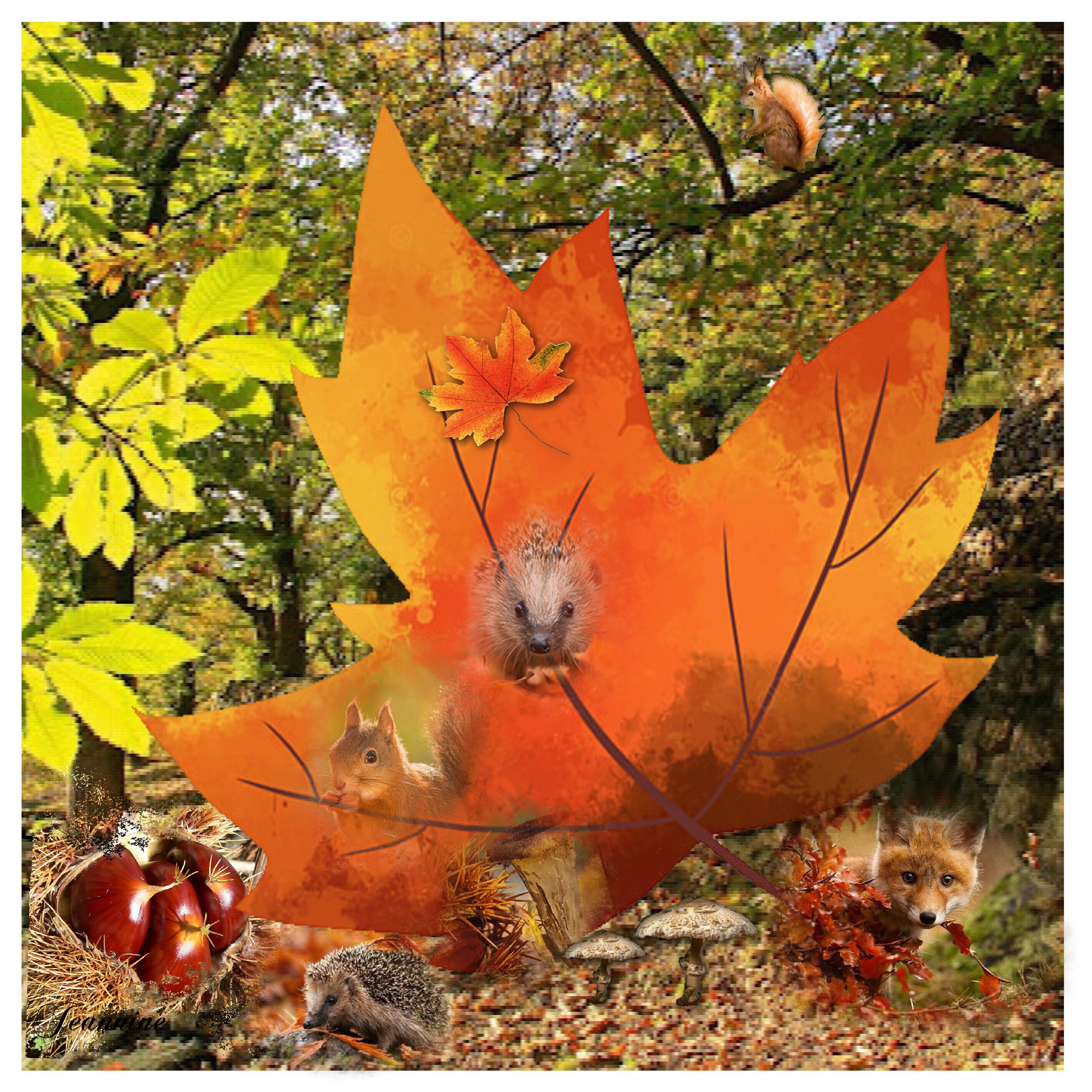 Automne en foret  Jeannine
