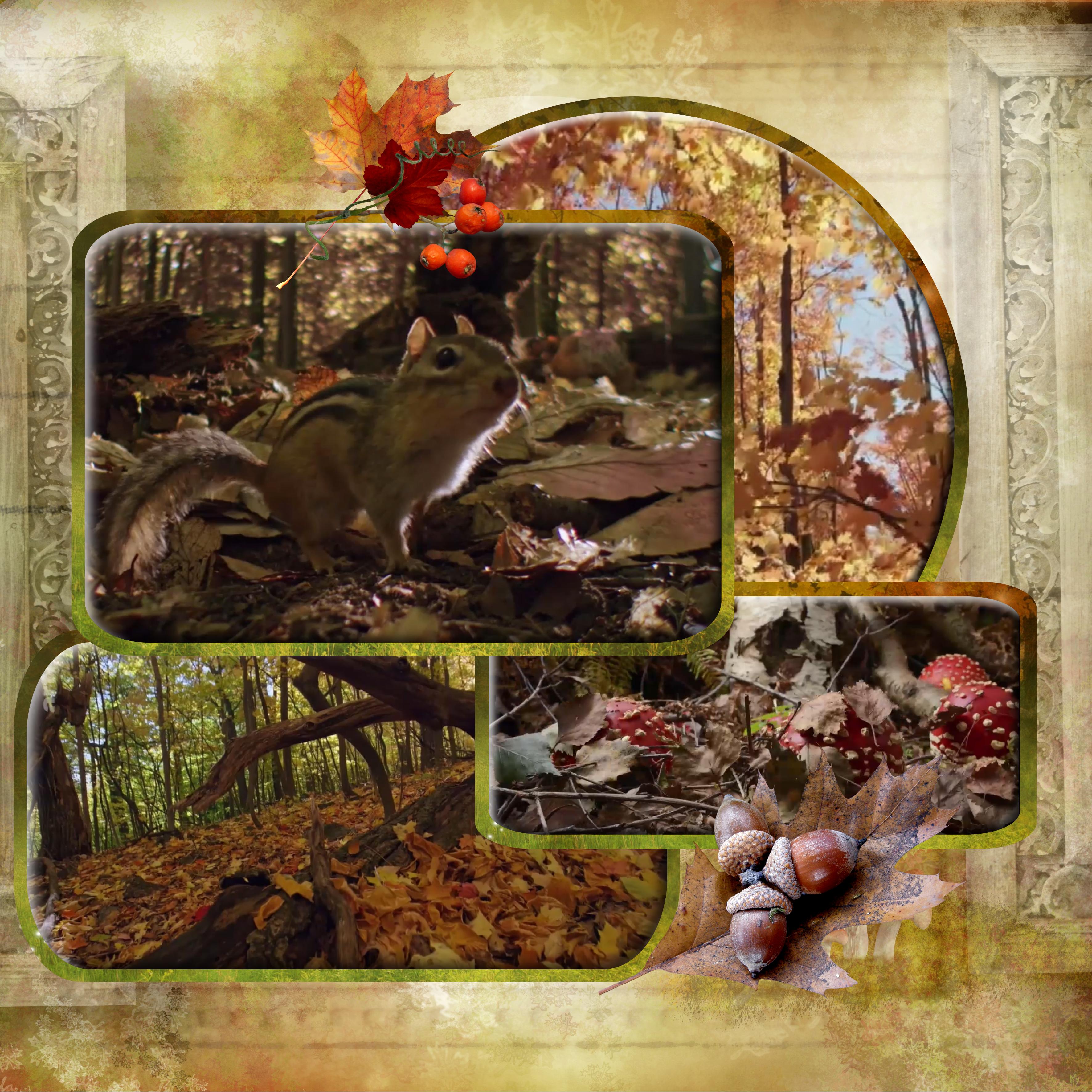 automne est arrivé.jpg