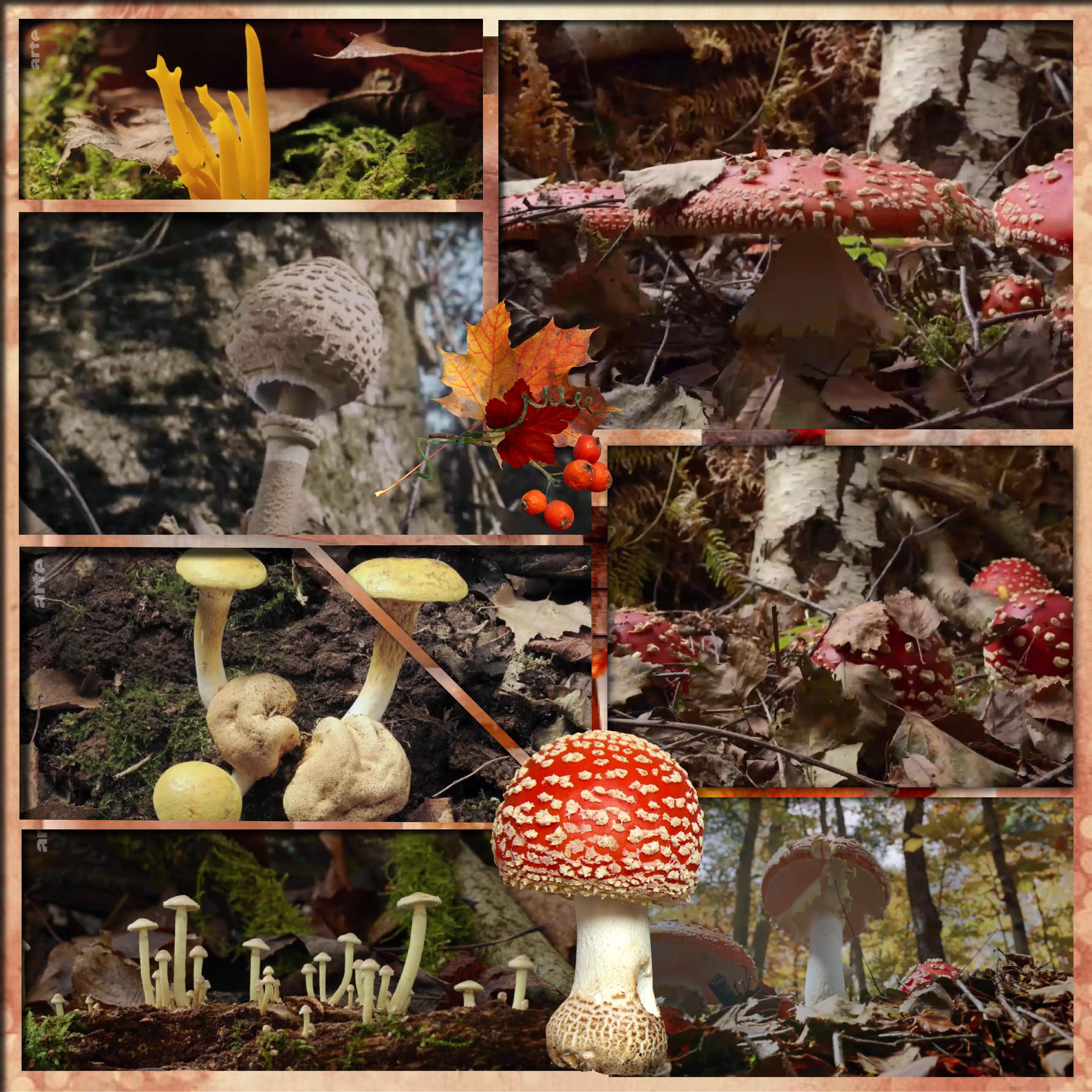 automne les champignons.jpg