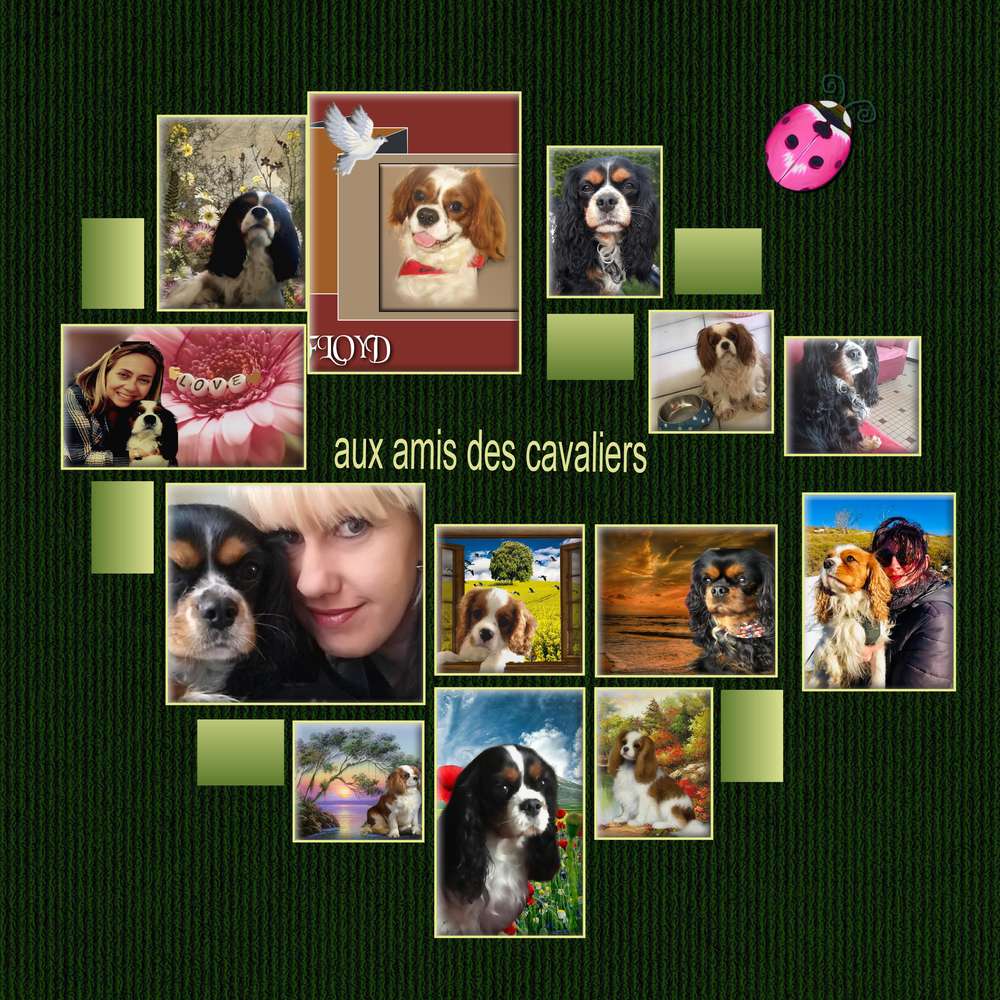 aux_amis_des_cavaliers