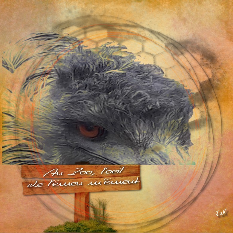 auzoo l'oeil de l'émeu m'émeut .jpg