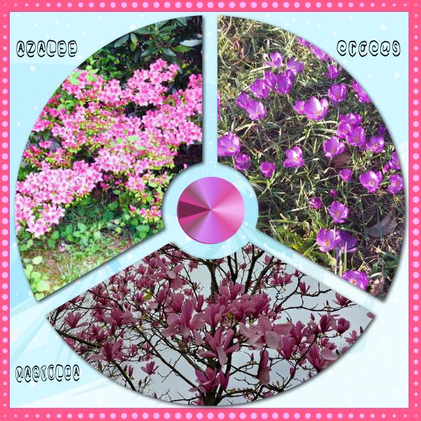 Azalee crocus magnolia