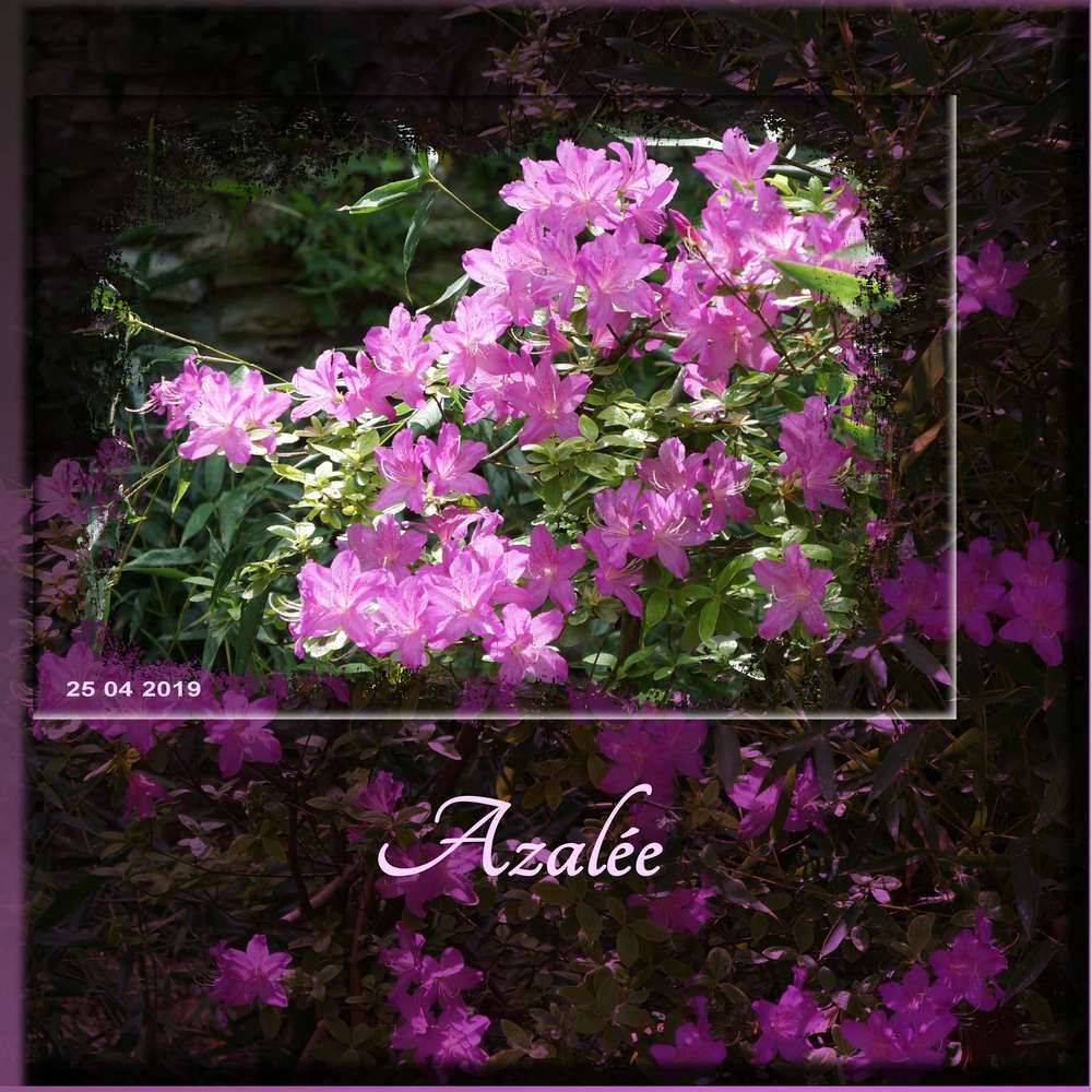Azalée