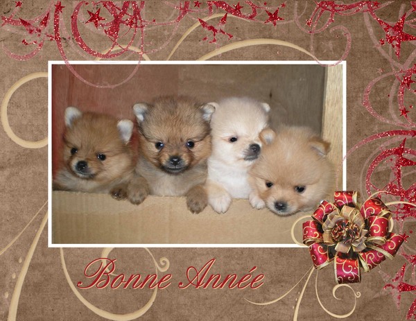 bébés spitz &quot;poméraniens&quot;