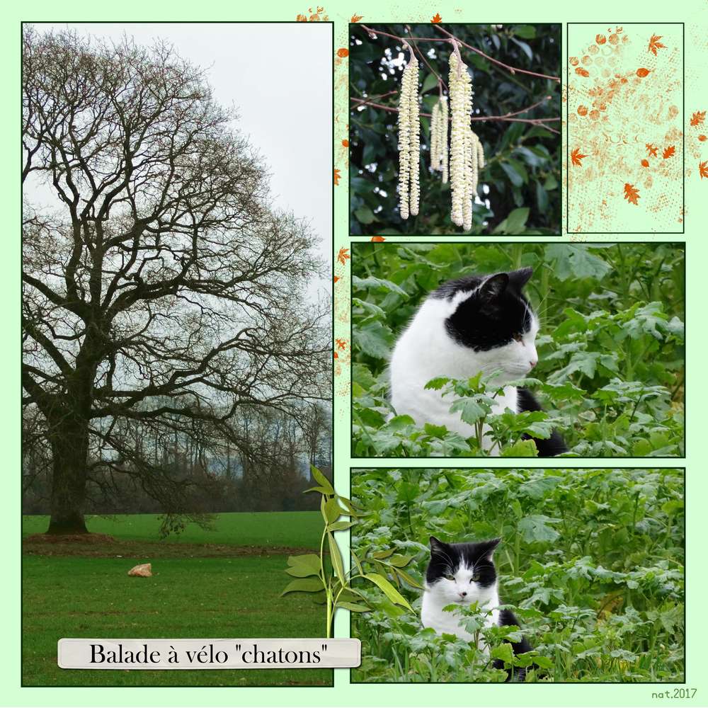 balade à vélo chatons