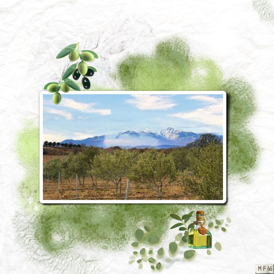 balade du jour dans les champs d'oliviers.jpg