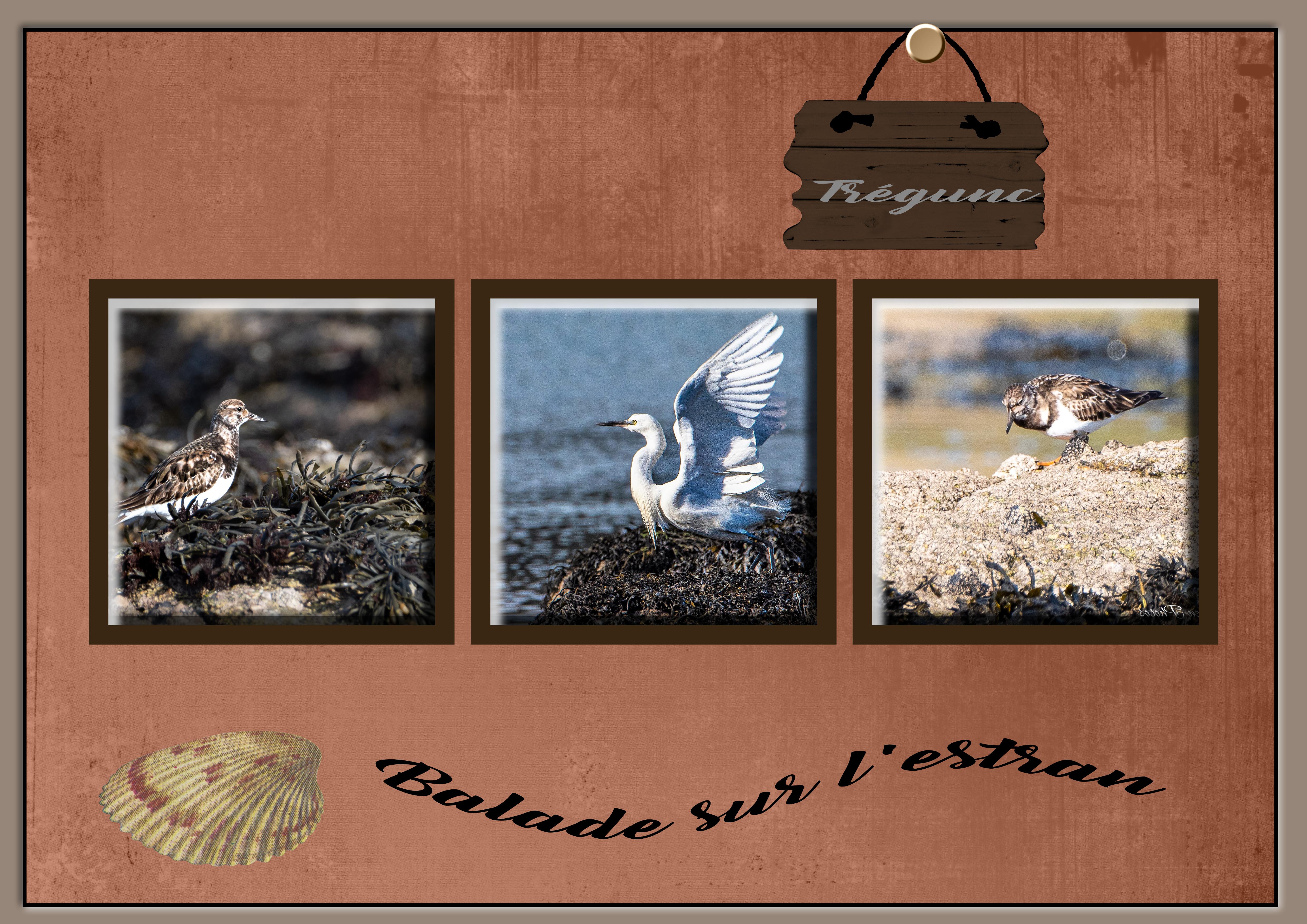 Balade sur l'estran.jpg