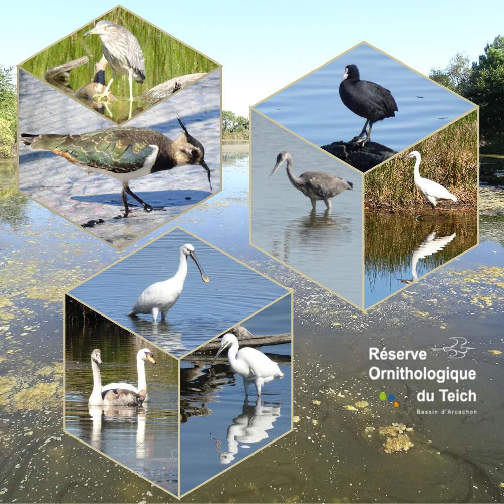 Balades arcachonnaise