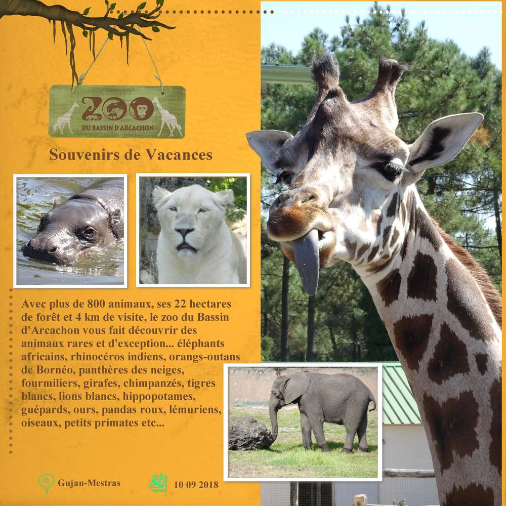 Balades arcachonnaise