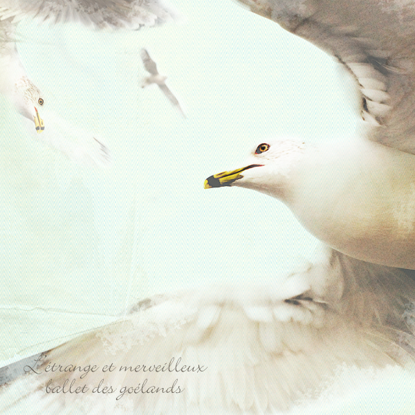 ballet des goélands
