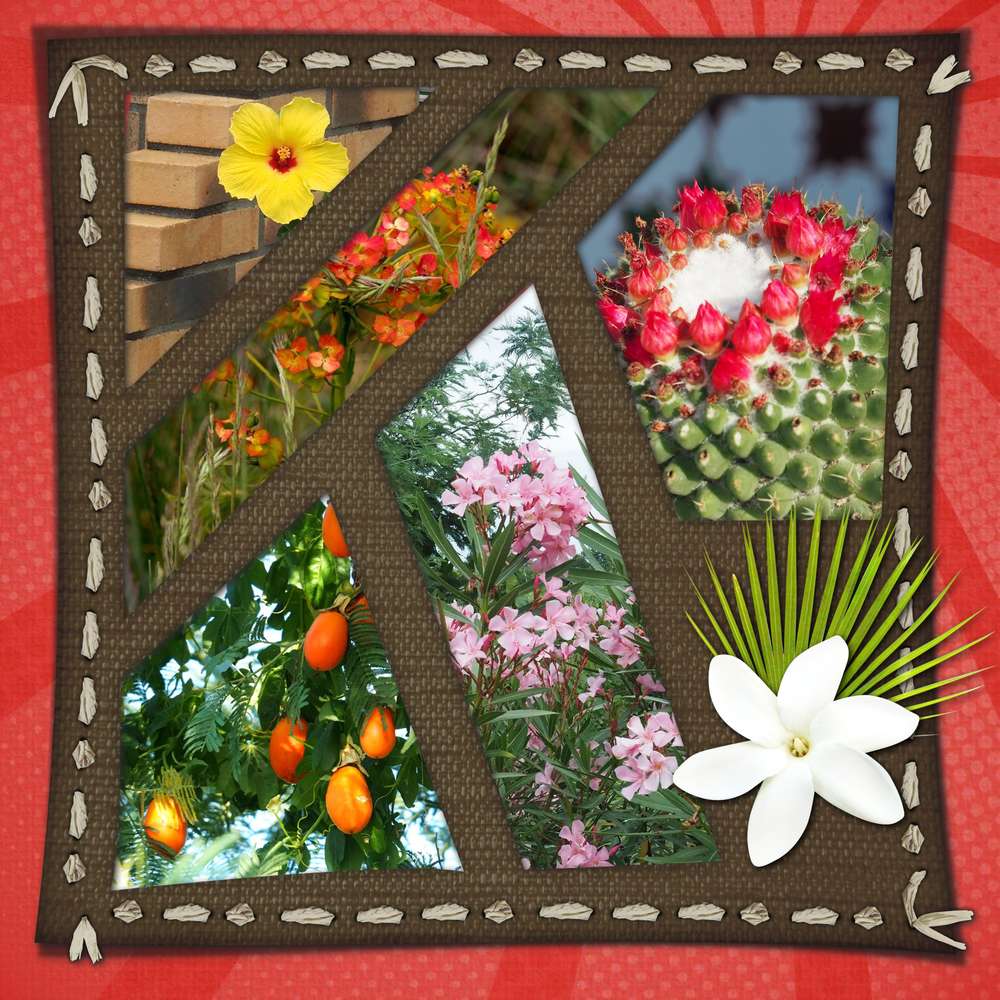 beaut___floral_du_jardin_Aout_2016