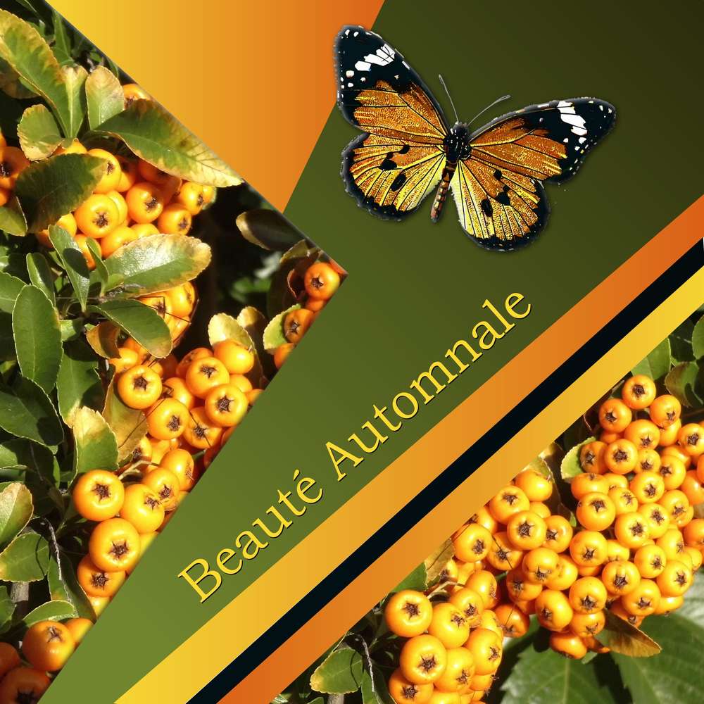 BEAUTE AUTOMNALE
