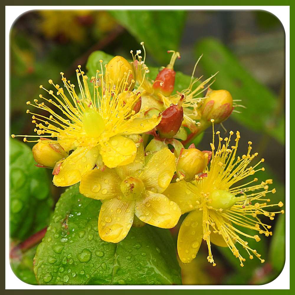 BEAUTE  FLORALE - MILLEPERTUIS