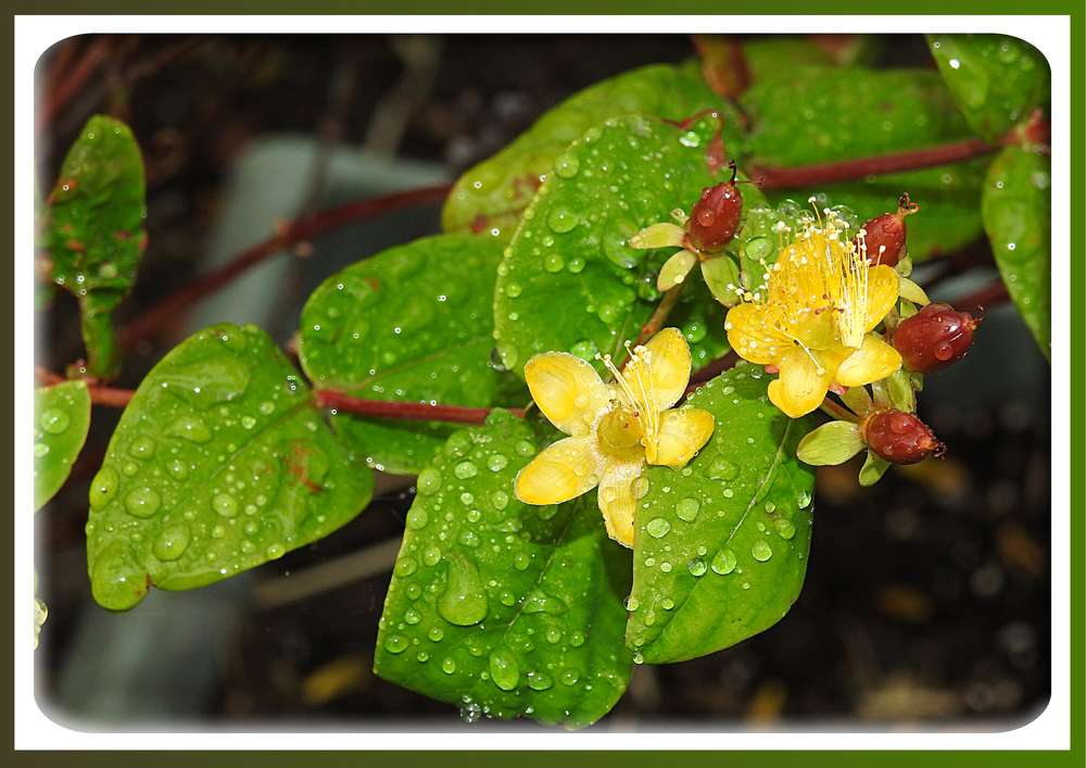 BEAUTE FLORALE - MILLEPERTUIS