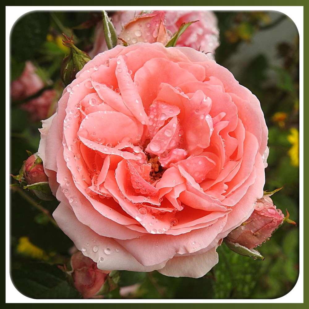 BEAUTE FLORALE - ROSE REINE DES FLEURS