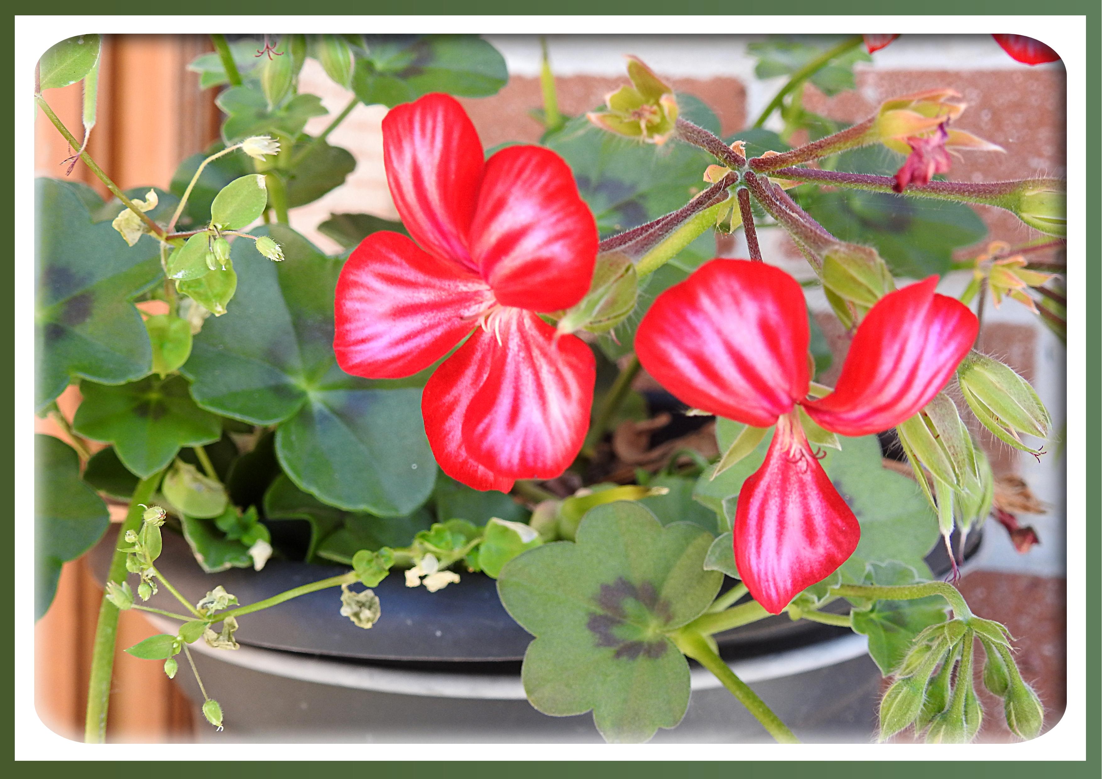 BEAUTE FLORALE