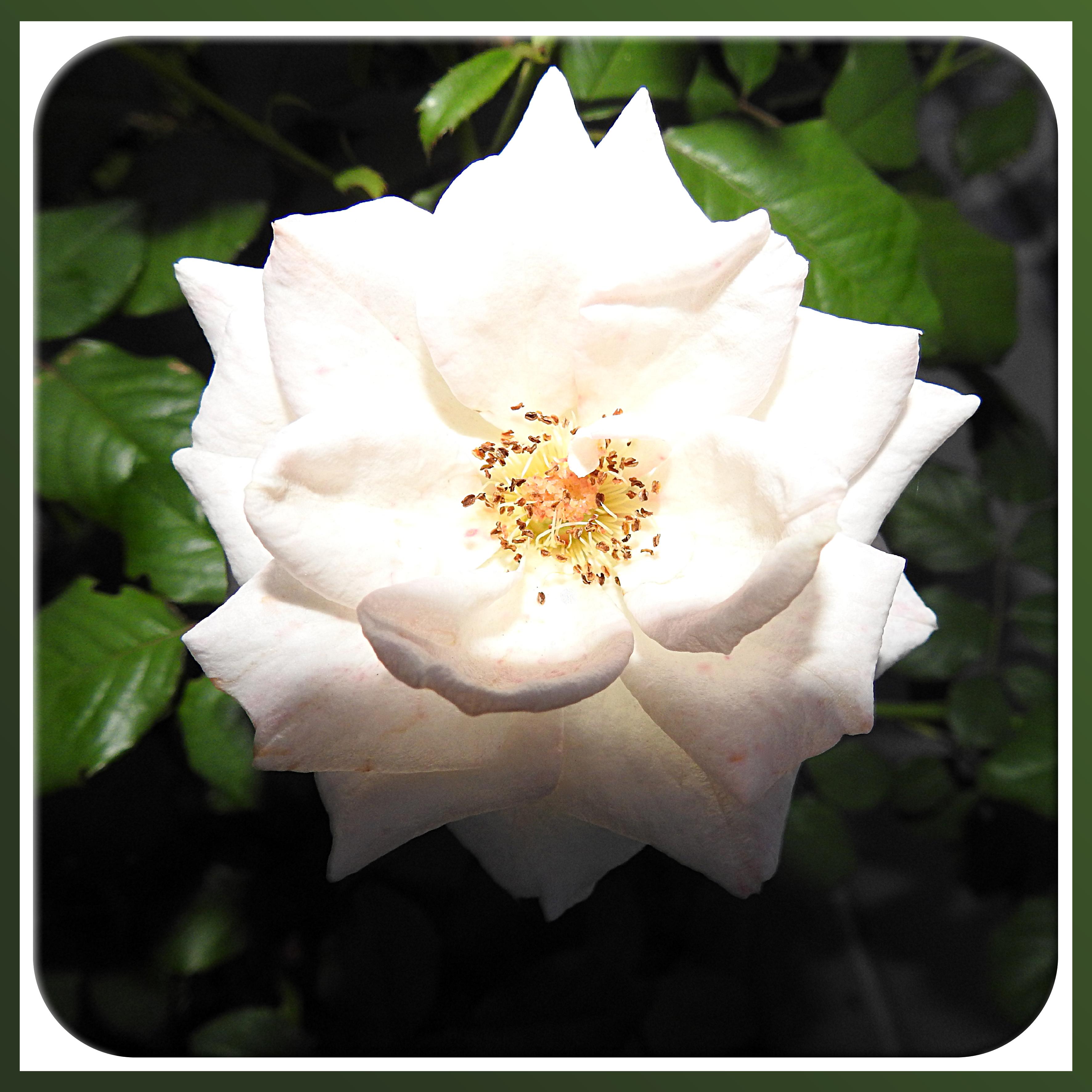 BEAUTE FLORALE