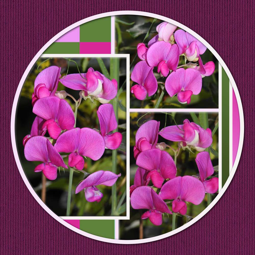 BEAUTIFUL POIS DE SENTEUR