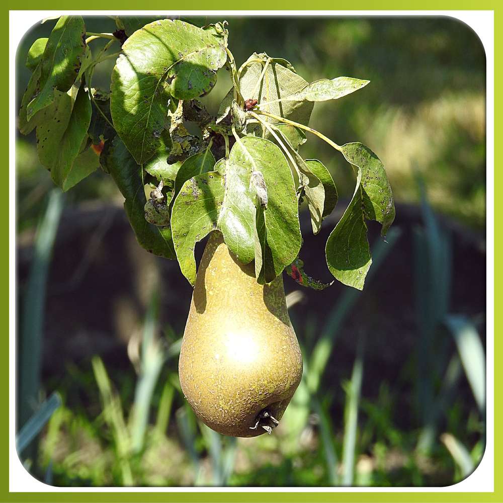 BELLE A CROQUER - (CONFERENCE)