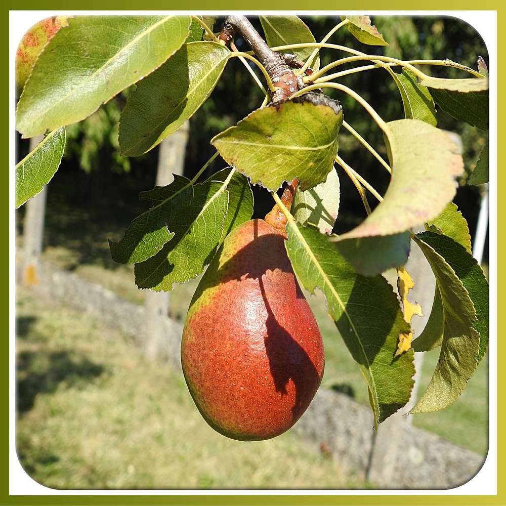 BELLE A CROQUER - (POIRE COMICE)