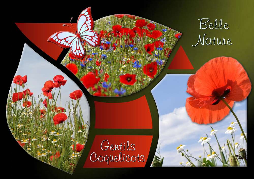 BELLE NATURE - GENTILS COQUELICOTS