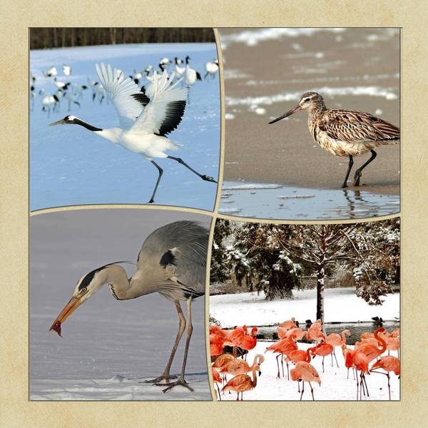 belles aux longues jambes