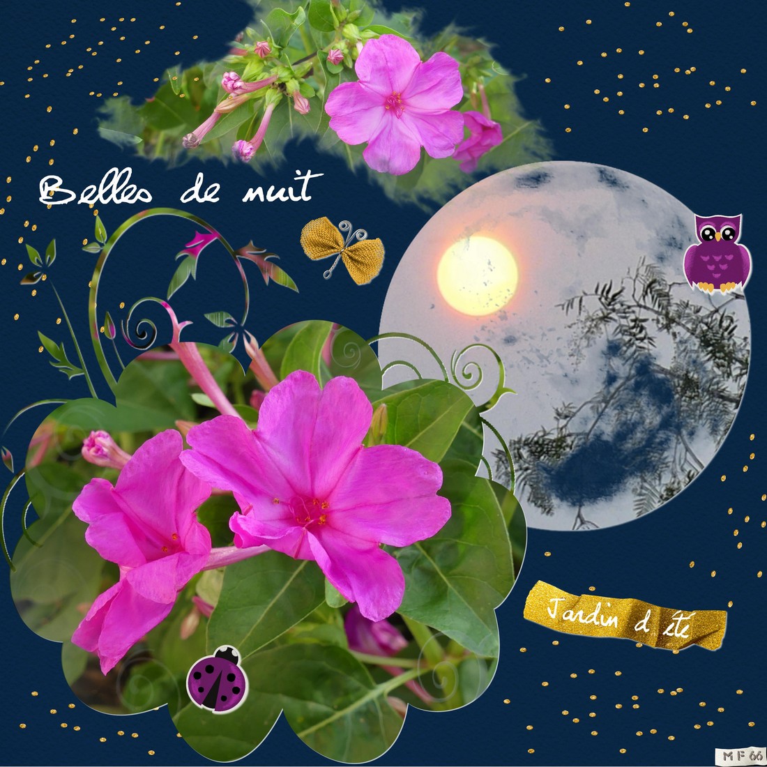 belles de nuit jardin juin 2023.jpg