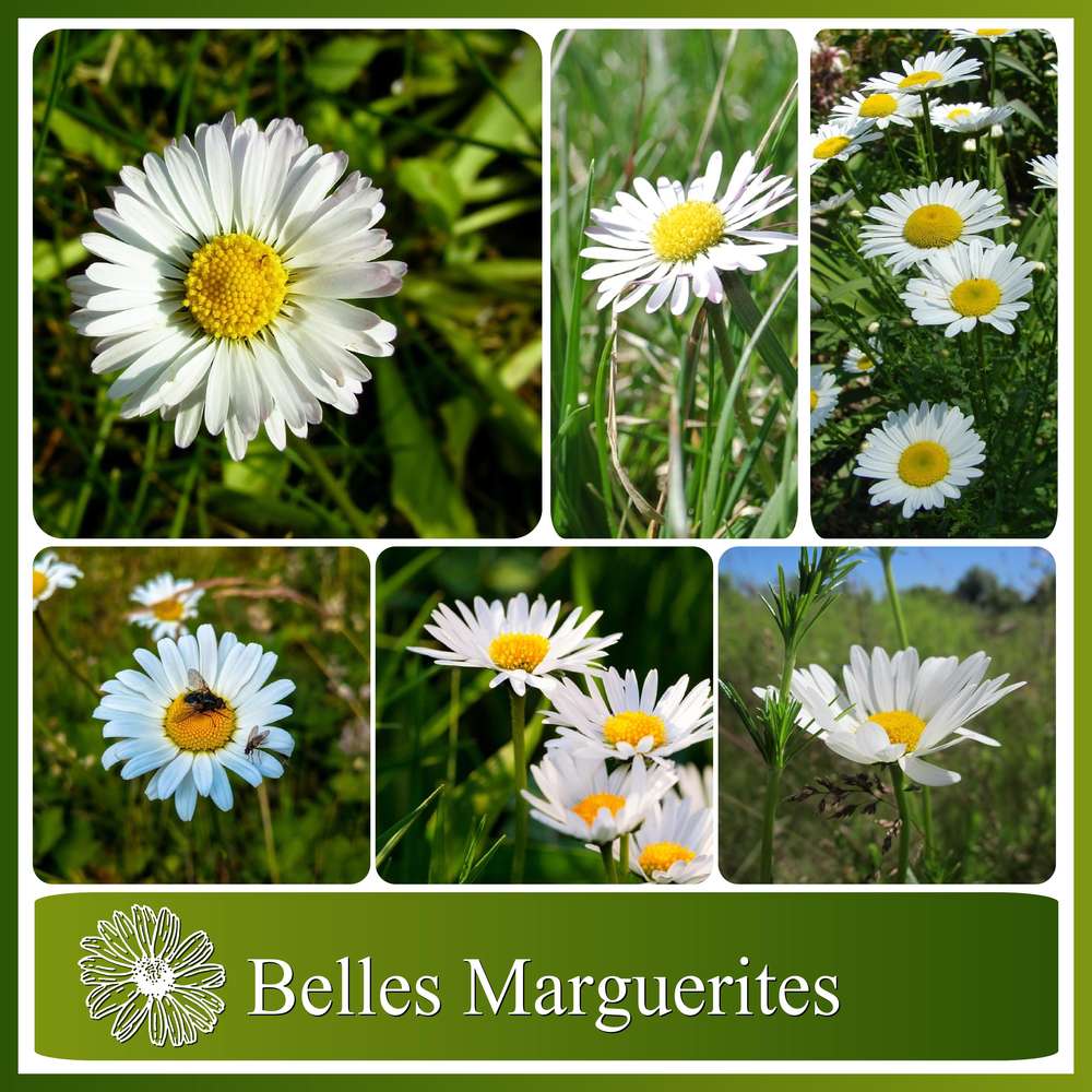 BELLES MARGUERITES