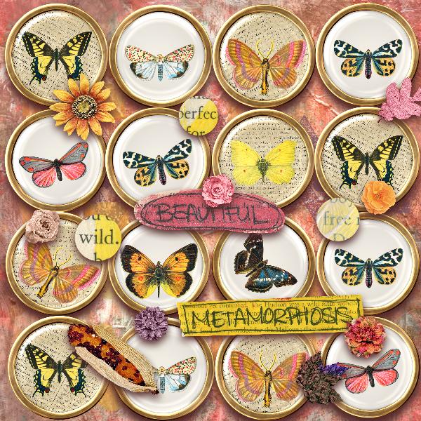 Belles métamorphoses