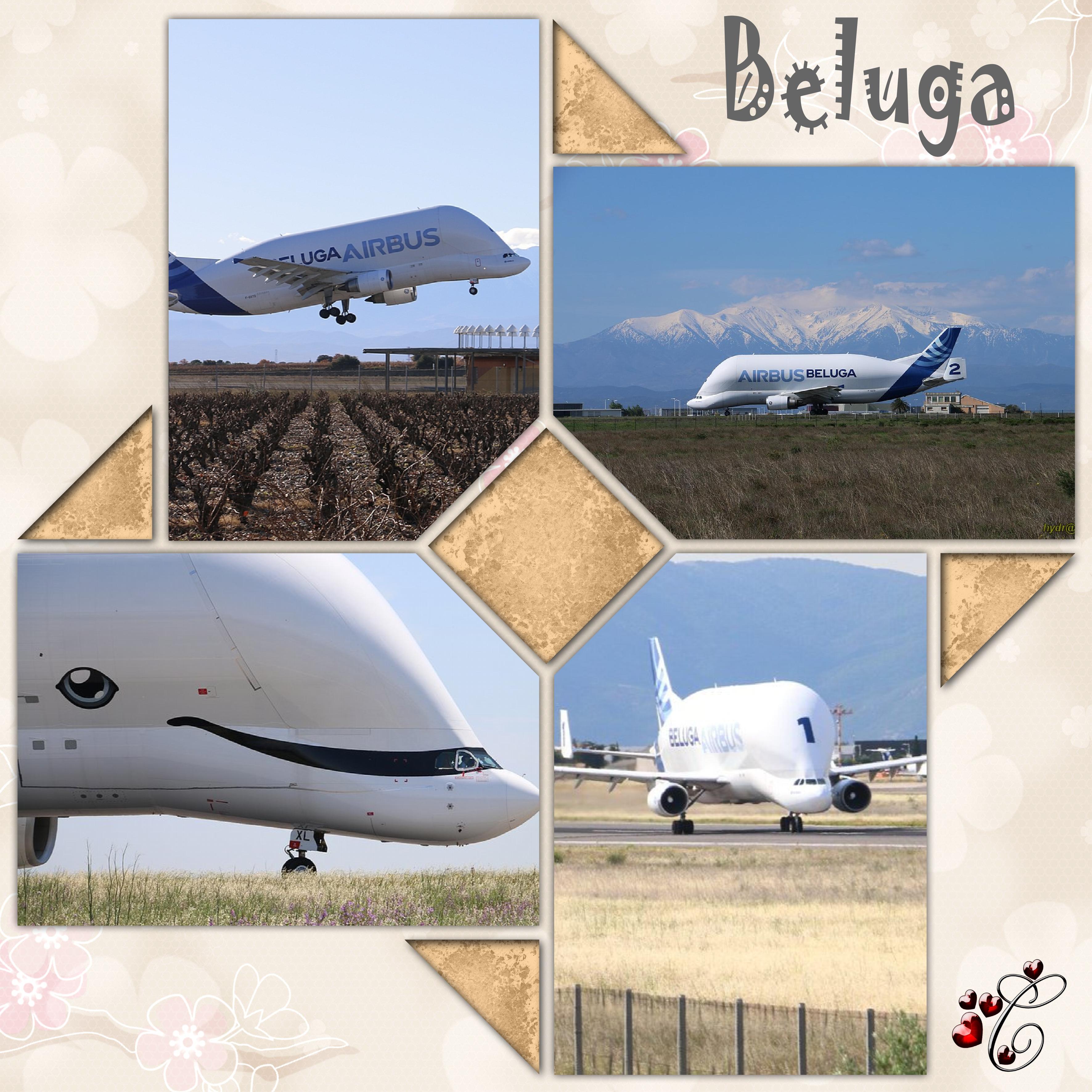 Beluga.jpg