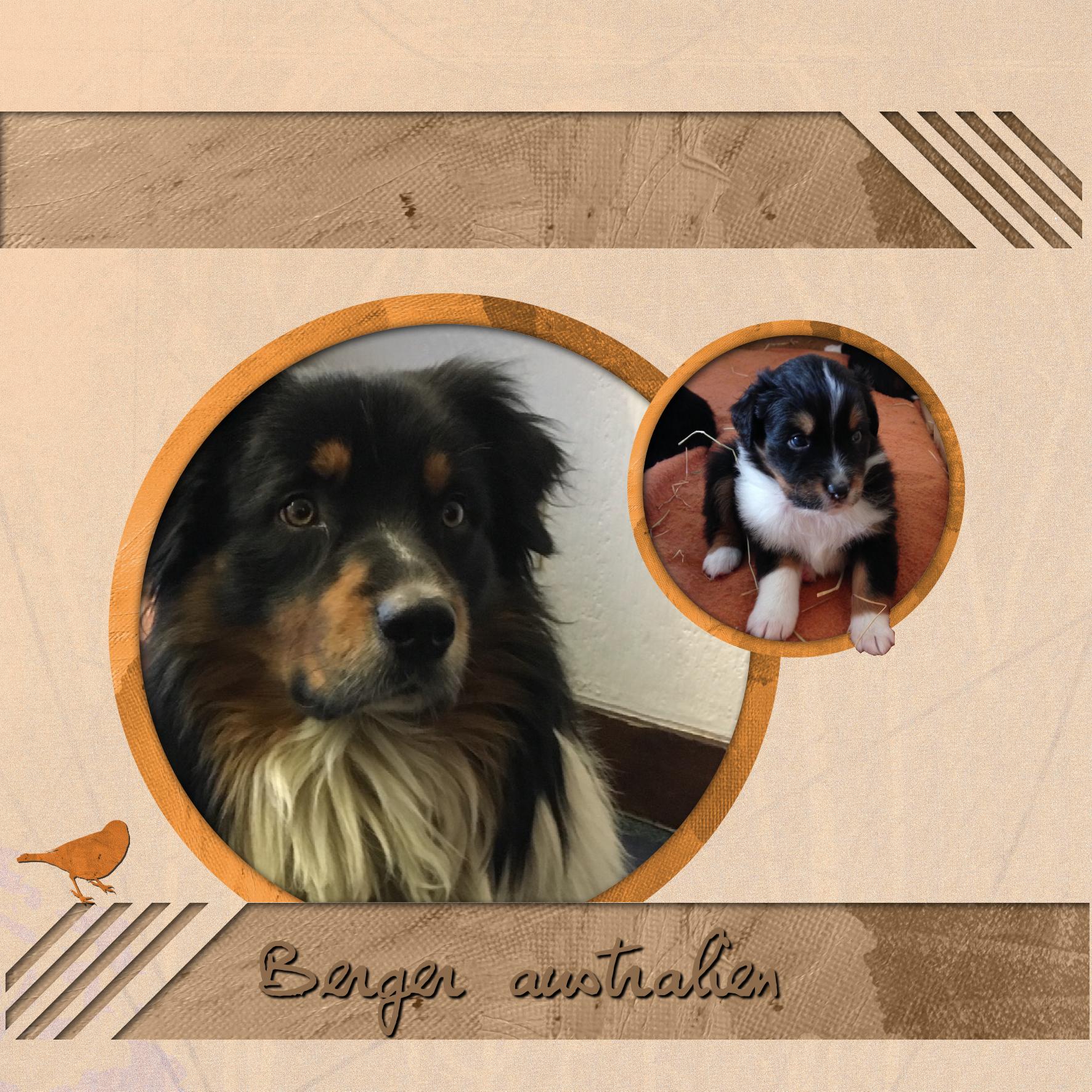 Berger australien.jpg