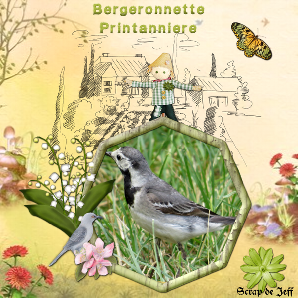 Bergeronnette printannière.