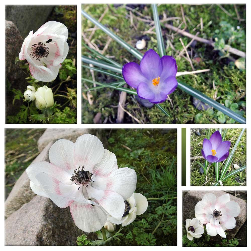 BIENTOT LE PRINTEMPS