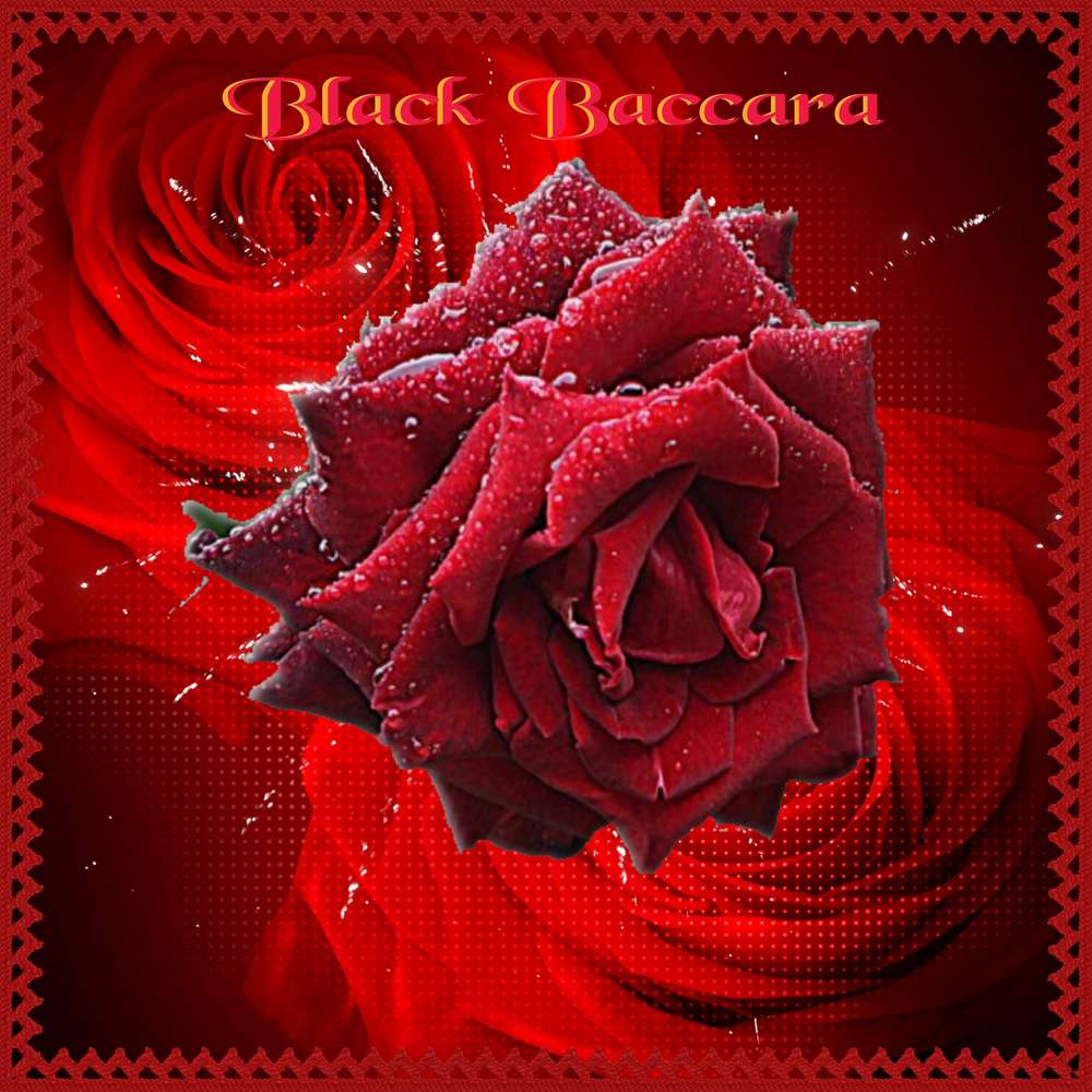 Black Baccara