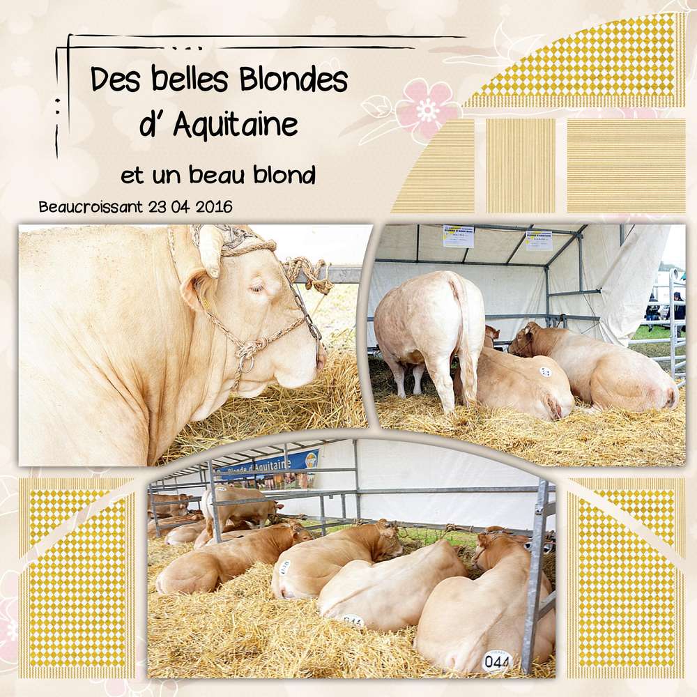 Blondes d"Aquitaine