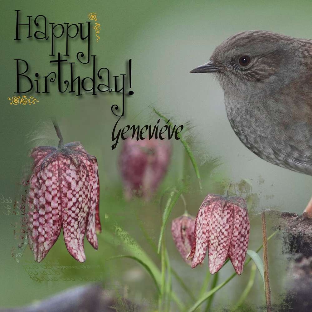 Bon Anniversaire Geneviève