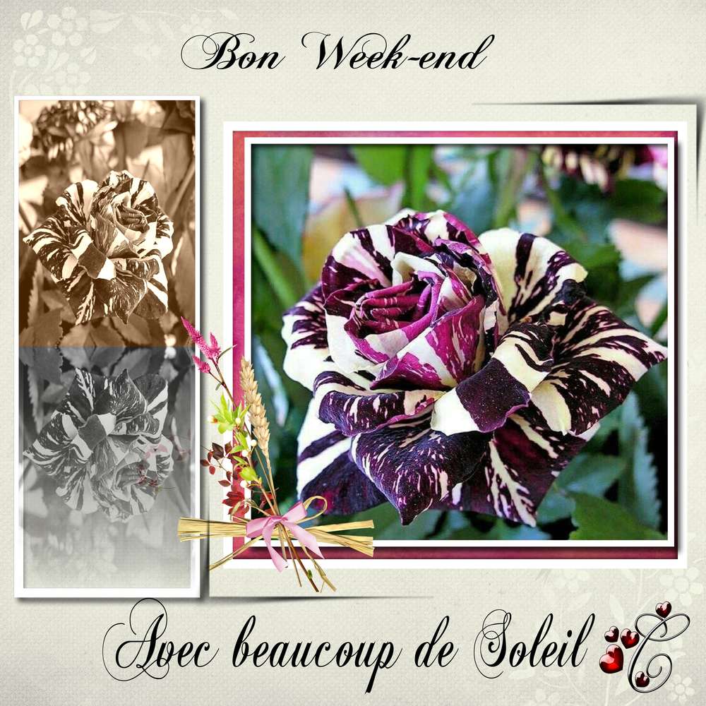 bon_week-end_avec_rose
