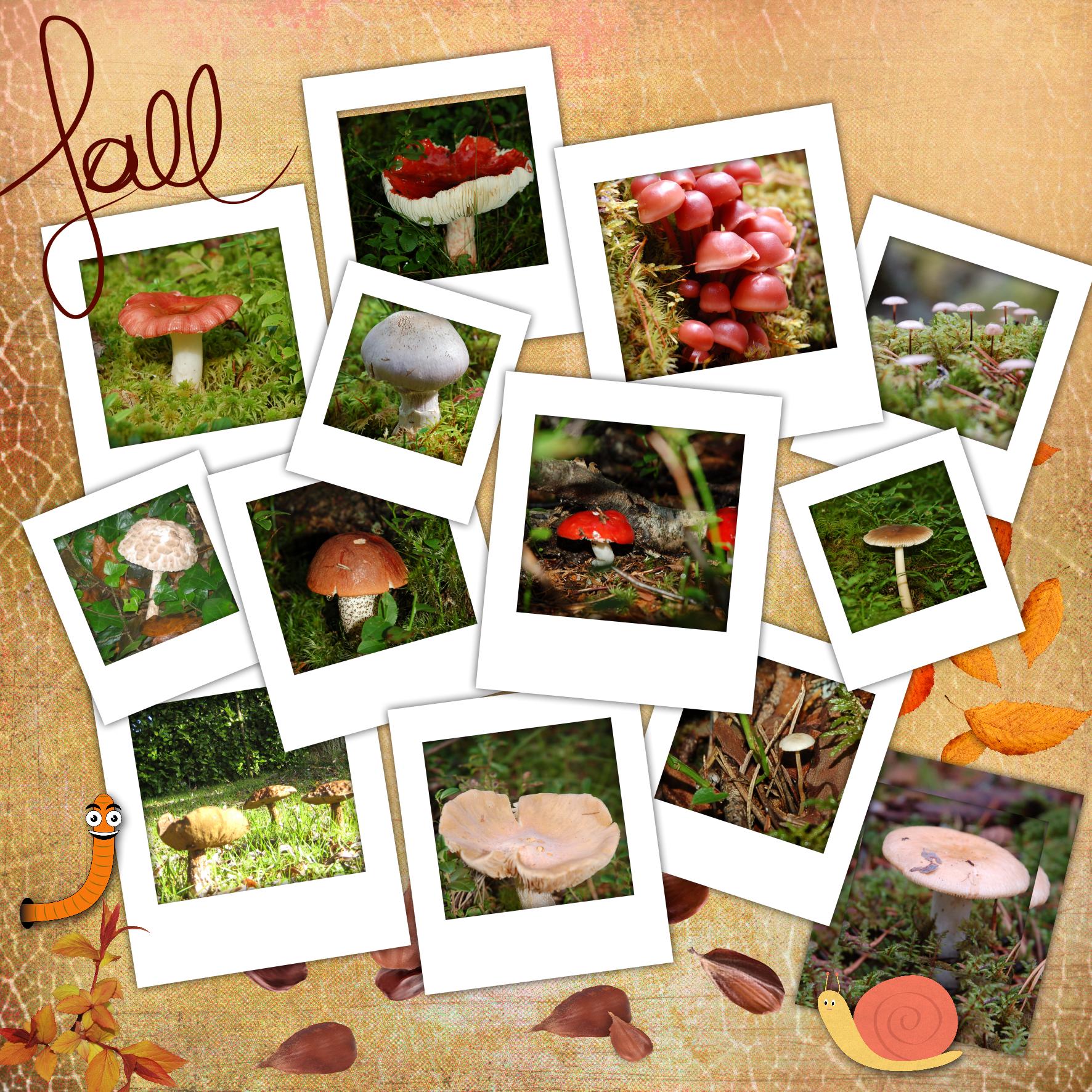 Bonjour l'automne.jpg
