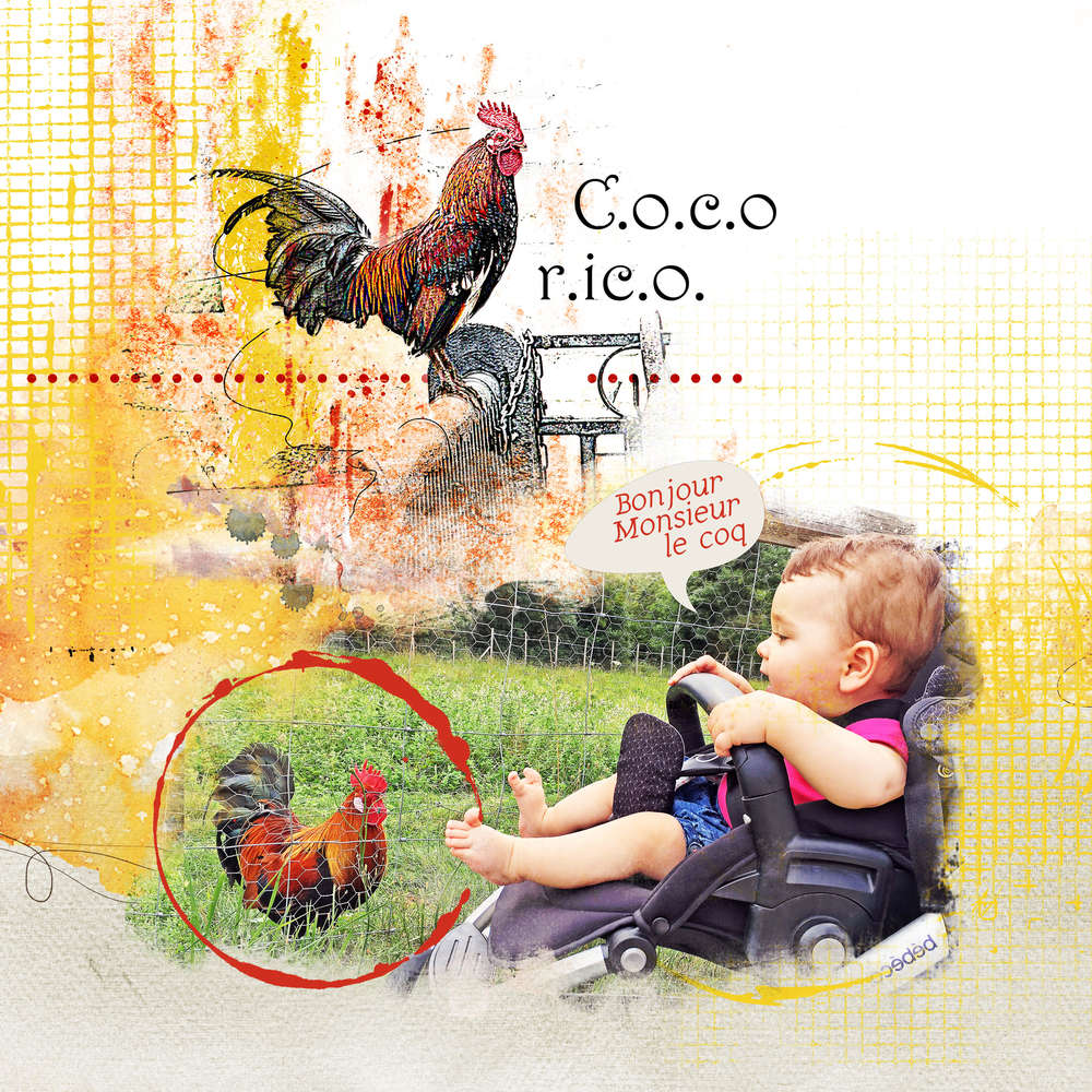 Bonjour Monsieur le coq