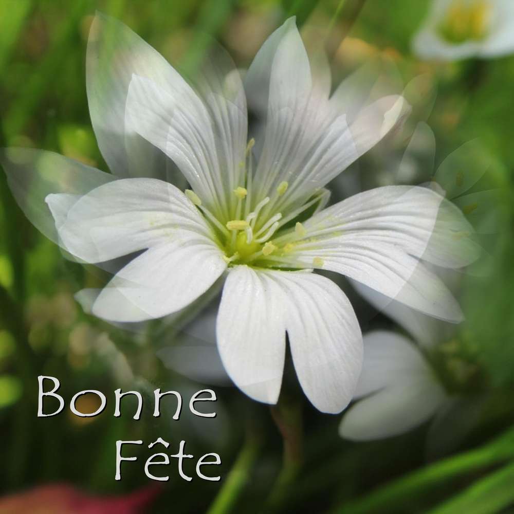 BONNE FETE A TOUTES LES MERES
