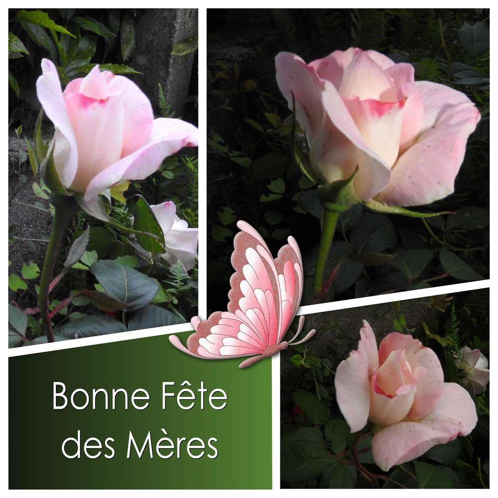 BONNE FETE DES MERES