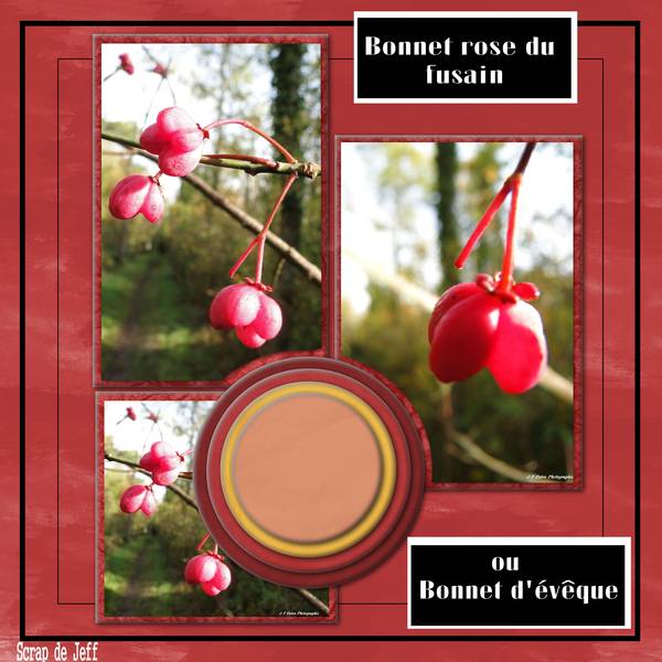 Bonnet rose du Fusain ou Bonnet d'Evêque
