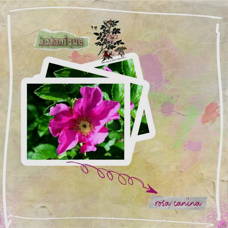 botanique rosa canina.jpg