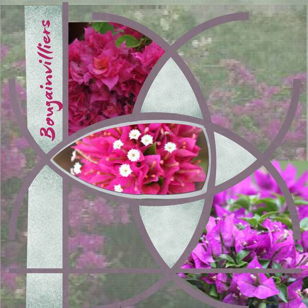 Bougainvilliers