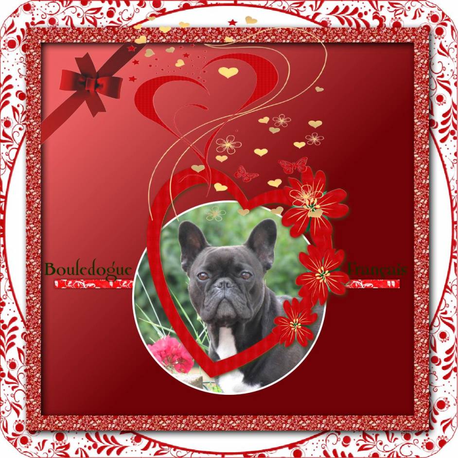 Bouledogue Français